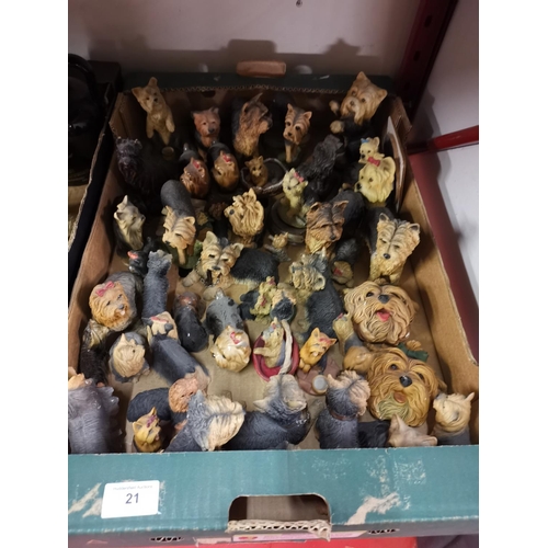 21 - Box of Yorkshire Terriers- 50+