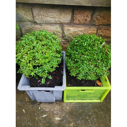 241 - pair of boxwood bushes