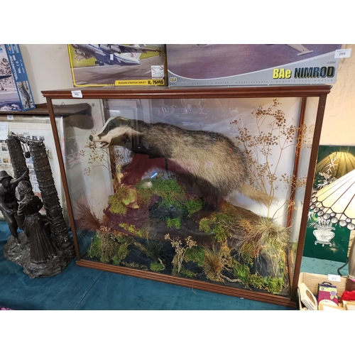 262 - Quality cased taxidermy badger