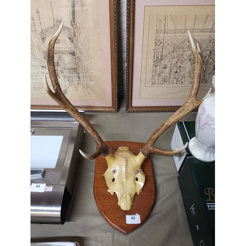 62 - Mounted stag antlers