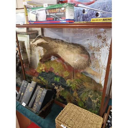 238 - Quality cased taxidermy badger