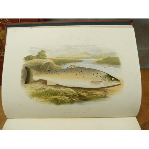 137 - HOUGHTON REV. W.  British Fresh-Water Fishes. 2 vols. 41 good col. plates by A. F. Lydon. Eng. text ... 