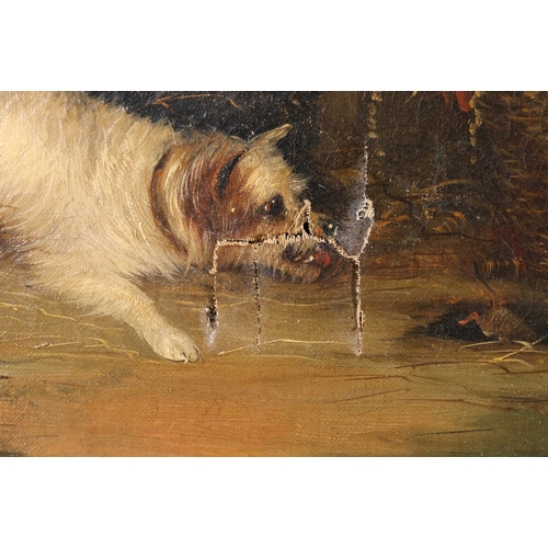 334 - J LANGLOIS (1855-1904) Terriers rabbiting and terrier chasing mouse Two signed oil on canvases 24cm ... 