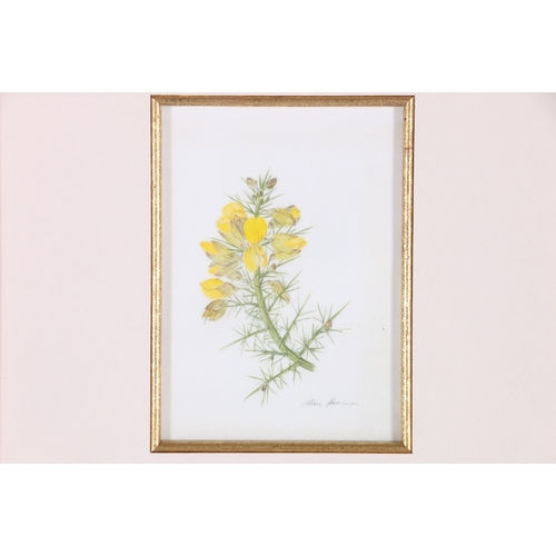 386 - ALICE HARMAN *ARR* Gorse Signed watercolour 15cm x 11cm