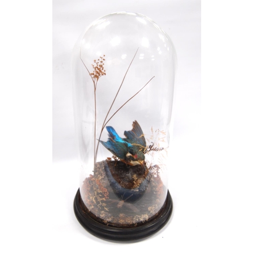 170 - Taxidermy kingfisher and dragonfly in glass dome, 41cm high.