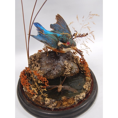 170 - Taxidermy kingfisher and dragonfly in glass dome, 41cm high.