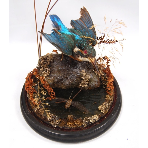 170 - Taxidermy kingfisher and dragonfly in glass dome, 41cm high.