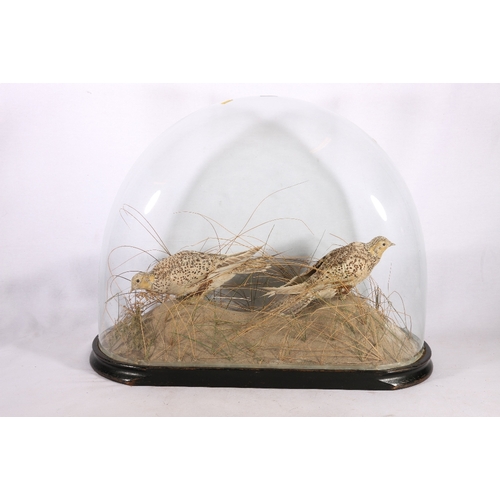 323 - Taxidermy bird group modelled standing in sandy rushes under glass dome, 62cm long