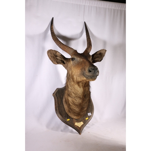 324 - Taxidermy Waterbuck mounted on shield with plaque 