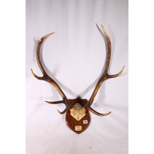 325 - Set of eight point stag antlers mounted on oak shield inset with plaque 