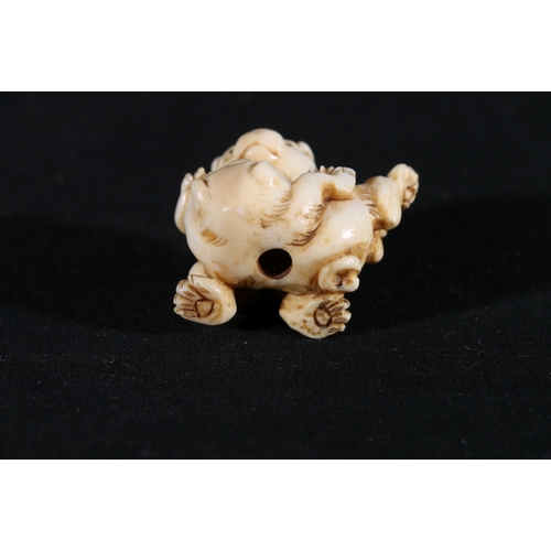 354 - An Ivory netsuke of two puppies playing, 4cm, 26g, unsigned Meiji/Taisho