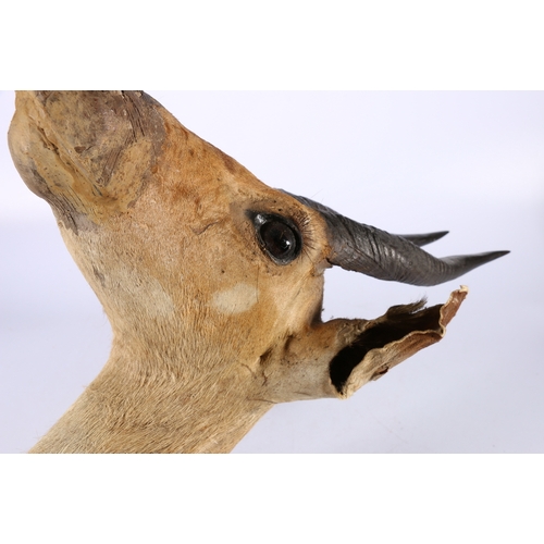 315 - Taxidermy gazelle bust mounted on oak shield bearing plaque 