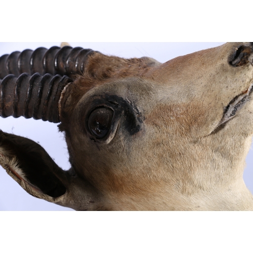 316 - Two taxidermy gazelle busts mounted on oak shields, both with paper labels 