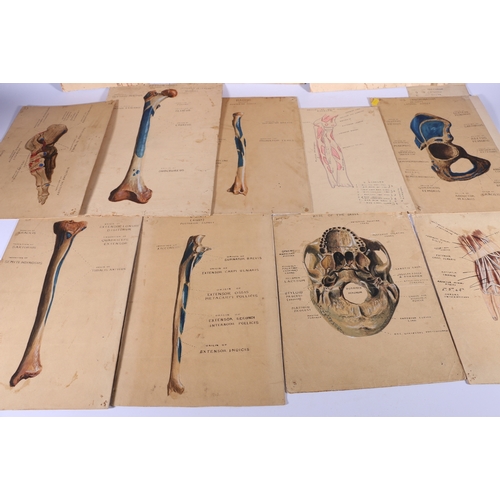 317 - 23 anatomical ink and watercolour drawings including Skull, Ulna, Tibia, Peritoneum, Innominatum, Fe... 