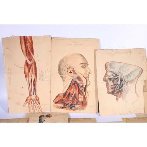 317 - 23 anatomical ink and watercolour drawings including Skull, Ulna, Tibia, Peritoneum, Innominatum, Fe... 