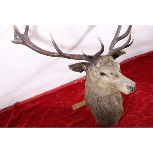 440 - Taxidermy stags head with thirteen point antlers, 104cm at widest.