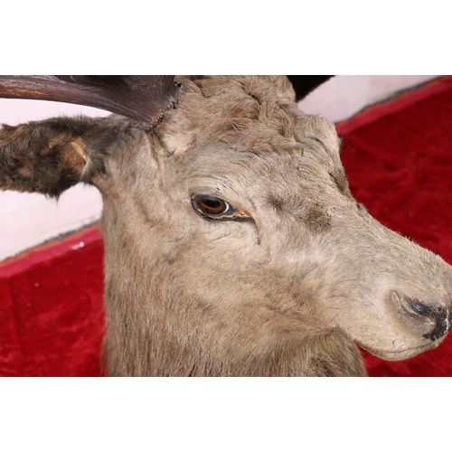 440 - Taxidermy stags head with thirteen point antlers, 104cm at widest.