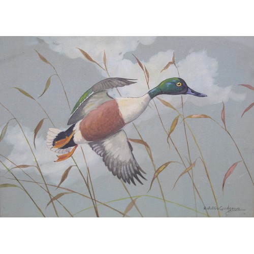 287 - RALSTON GUDGEON (SCOTTISH 1910-1984).Shoveller Drake.Watercolour and gouache.27cm x 38cm.Signed. Tit... 