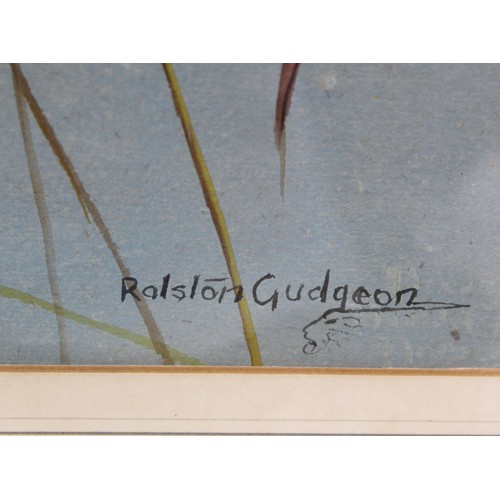 287 - RALSTON GUDGEON (SCOTTISH 1910-1984).Shoveller Drake.Watercolour and gouache.27cm x 38cm.Signed. Tit... 