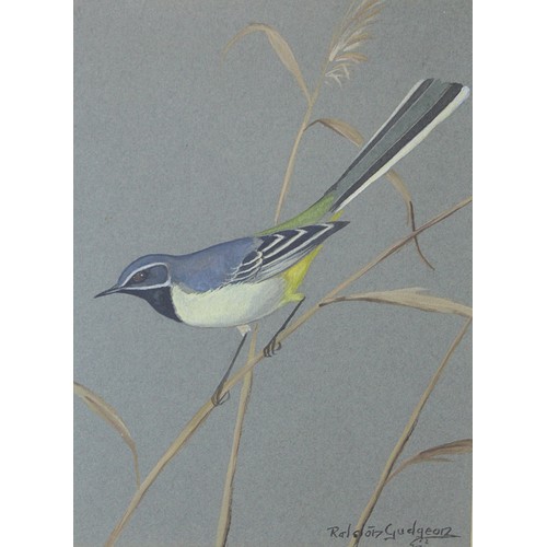 288 - RALSTON GUDGEON (SCOTTISH 1910-1984).Grey Wagtail.Watercolour and gouache on grey paper.25cm x 18cm.... 