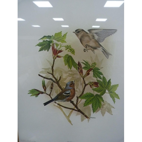 64 - JANET MARSHALL, Chaffinch, limited edition print, 343/1000.