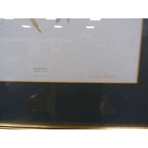 64 - JANET MARSHALL, Chaffinch, limited edition print, 343/1000.