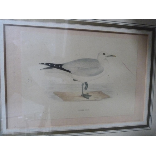 113 - Mr Cooke as Sir Pertinax MacSycophant, print, picture of a common gull, modern picture signed DM, an... 