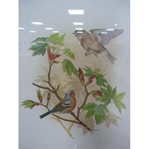64 - JANET MARSHALL, Chaffinch, limited edition print, 343/1000.