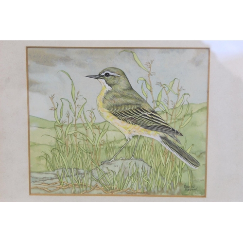 352 - ROSALIND BALDWIN.Grey Wagtail.Watercolour and gouache.15cm x 18cm.Signed, title on label verso.... 