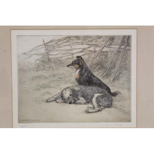 355 - GEORGE VERNON STOKES.  Hand coloured etching of a rough collie and a bearded collie, no. 2... 