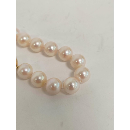 71 - Cultured pearl choker necklet with equal sized beads on 18ct yellow and white gold snap.