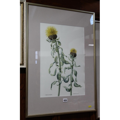 415 - CHRISTINE RUTTER (of Edinburgh), Centaurea Macrocephala botanical study, watercolour, signed and dat... 