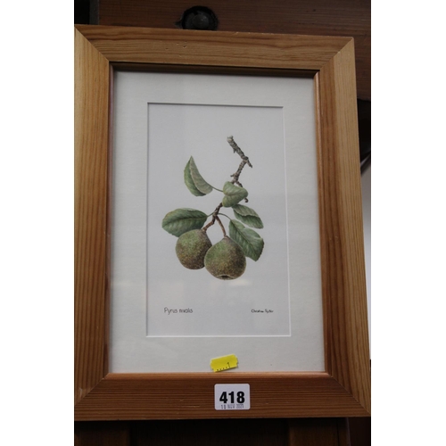 418 - CHRISTINE RUTTER (of Edinburgh), Pyrus Nivalis botanical study, watercolour, signed, frame size 37cm... 