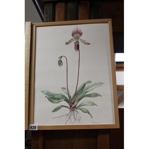 420 - CHRISTINE RUTTER (of Edinburgh), Papiopedilum botanical study, watercolour, signed, frame size 42cm ... 