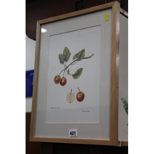 421 - CHRISTINE RUTTER (of Edinburgh), Malus Dartmouth botanical study, watercolour, signed, frame size 42... 