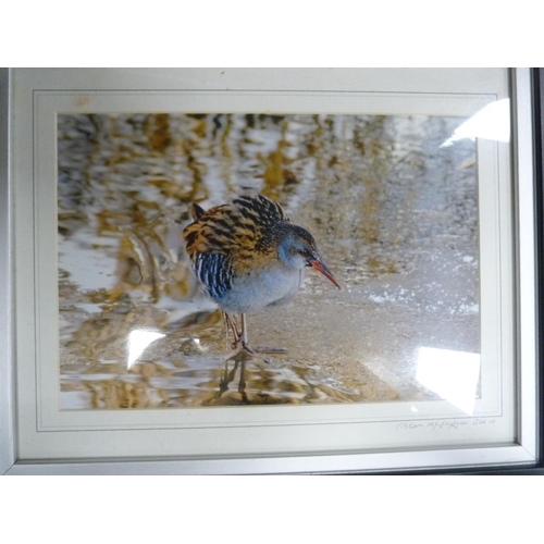 40 - Mixed group of prints including modern sampler, pencil signed photograph of a bird, small gilt frame... 