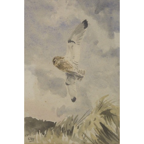 238 - Richard Barrett Talbot Kelly (1896-1971).Short eared owl, Gullane, East Lothian.Watercolour on buff ... 