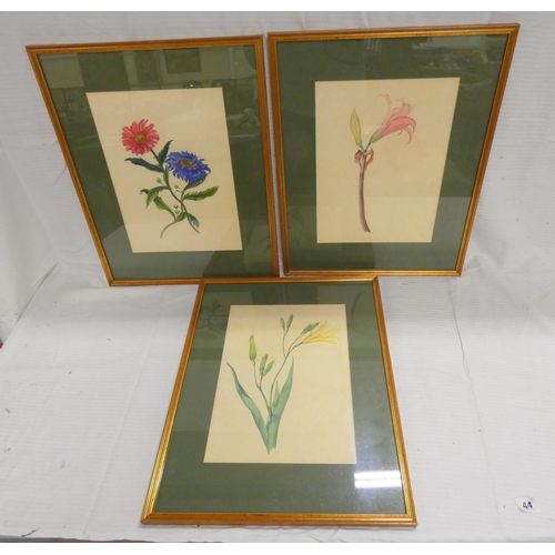 515 - Artist Unknown.Botanical flower studies - three.Watercolour and gouache.Each 35cm x 26cm.... 