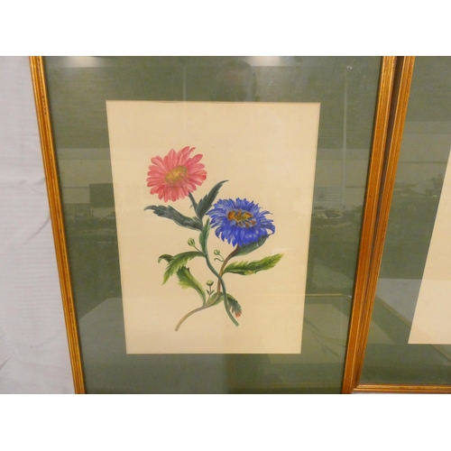 515 - Artist Unknown.Botanical flower studies - three.Watercolour and gouache.Each 35cm x 26cm.... 