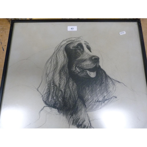 43 - Charcoal sketch of a dog and another, similar, both signed and dated 1974, also a modern oleograph i... 