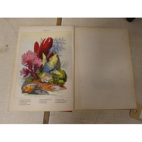 278 - WOOD SAMUEL.  The Bulb Garden. Col. frontis, plates & text illus. Orig. dec. blue clot... 