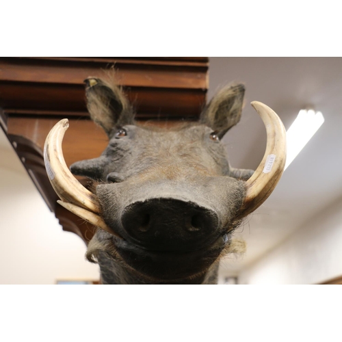 348 - Natural History, a taxidermy head and neck length bust of a warthog, 59cm long.