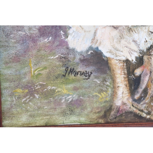 641 - J (JANE?) HARVEY, Cockerel, oil on canvas, signed, 50cm x 40cm.