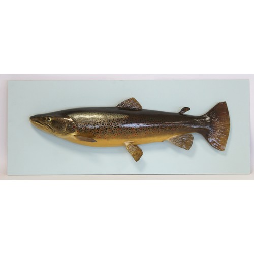 242 - Modern taxidermy model of a salmon (hollow), 72cm long, mounted on plain painted plywood back, 34.5c... 