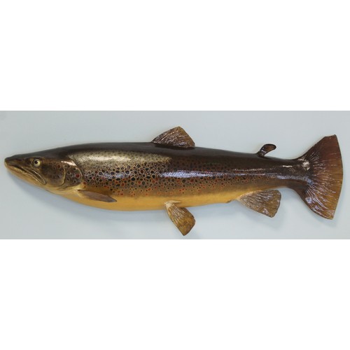 242 - Modern taxidermy model of a salmon (hollow), 72cm long, mounted on plain painted plywood back, 34.5c... 