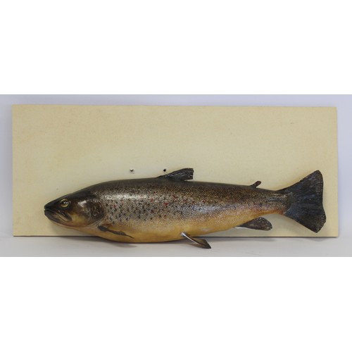 243 - Modern taxidermy model of a trout (hollow), 43cm long, detached from plywood plinth back, 21cm x 51c... 