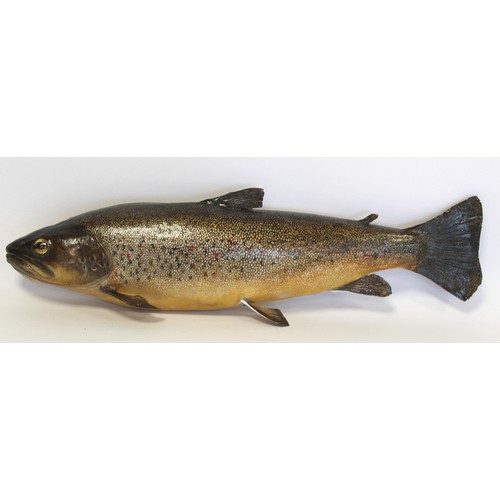 243 - Modern taxidermy model of a trout (hollow), 43cm long, detached from plywood plinth back, 21cm x 51c... 