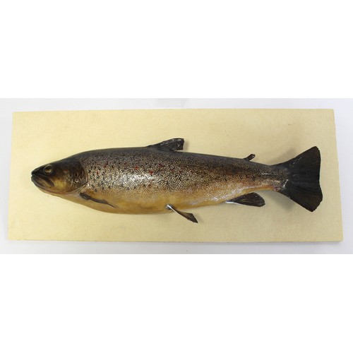 243 - Modern taxidermy model of a trout (hollow), 43cm long, detached from plywood plinth back, 21cm x 51c... 