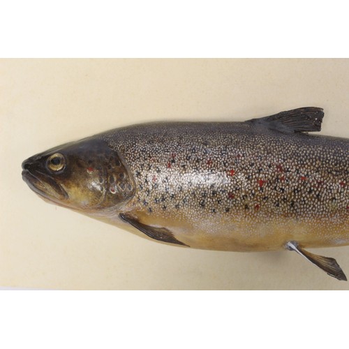 243 - Modern taxidermy model of a trout (hollow), 43cm long, detached from plywood plinth back, 21cm x 51c... 