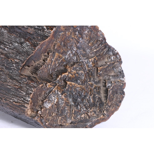 403 - Fossilised tree trunk section or petrified wood, 34cm long. 